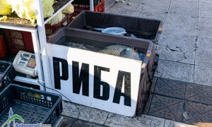Българската риба изчезва от пазара, насочва се към износ, алармираха от Сдружение "За достъпна и качествена храна"