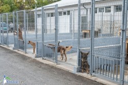 Приютът за безстопанствени животни се нуждае от автомобил