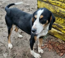 Проверка след сигнал за изоставено куче. На стопанина ще бъде наложена глоба за нарушение на Закона за защита на животните