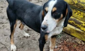 Проверка след сигнал за изоставено куче. На стопанина ще бъде наложена глоба за нарушение на Закона за защита на животните