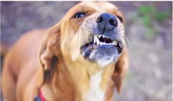 Агресивни кучета нападат хора