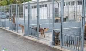 Търси се кандидат по заместване за длъжността Управител на звено "Приют за безстопанствени животни"