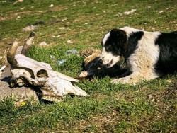 Разкриха незаконни кланици и контрабанда на животни край Ихтиман