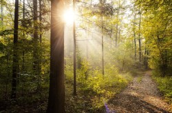 Лицензиран лесовъд ще управлява горските територии на община Ботевград