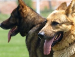 Три площадки за домашни любимци ще бъдат изградени в Ботевград