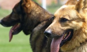 Три площадки за домашни любимци ще бъдат изградени в Ботевград