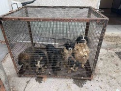 Днес е Световен ден на бездомните животни, напомнят от Сдружение “На Ти с природата“