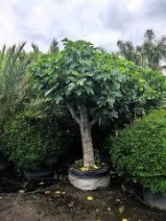 Официално откриване на Градински център НЮ ПЛАНТ БГ 