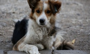 Община Ботевград организира кампания за преброяване на безстопанствените кучета