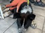 Приютът в Ботевград сезира прокуратурата за жестоко насилие над кучета в Радотина