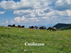 Обявиха победителите във фотоконкурса „Биоразнообразие“ след Еньовденския поход в Ржана планина