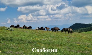 Обявиха победителите във фотоконкурса „Биоразнообразие“ след Еньовденския поход в Ржана планина