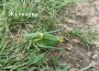 Обявиха победителите във фотоконкурса „Биоразнообразие“ след Еньовденския поход в Ржана планина