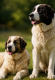 снимка
