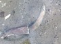 Ниското ниво на Дунав разкри предполагаеми останки от мамут край Ряхово