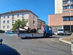 Започна озеленяването на ремонтираната част от центъра  на Ботевград