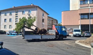 Започна озеленяването на ремонтираната част от центъра  на Ботевград