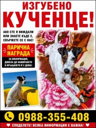 Стопани издирват кучето си, изчезнало преди седмица в района на Ботевград