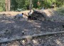 Златна находка на „Боженишки Урвич“: Откриха монета от времето на император Юстиниан I