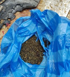Откриха марихуана на покрива на къща в Ботевград