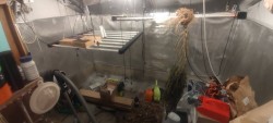 Разкриха домашна оранжерия за марихуана в Драгоманско
