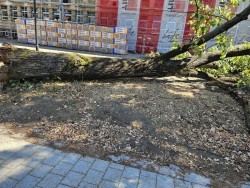 Дърво падна на паркинга на поликлиниката
