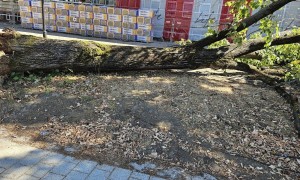 Дърво падна на паркинга на поликлиниката