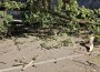 Дърво падна на паркинга на поликлиниката