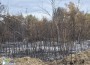 Пожарът, който обгази Ботевград, е ликвидиран. Подозират умишлен палеж
