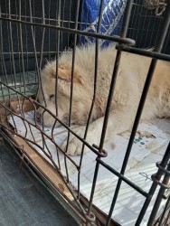 Преброяването на безстопанствените кучета във Врачеш показва: Немалко от тях имат белези на породата Чау-чау