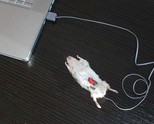 Fashion mouse - $14