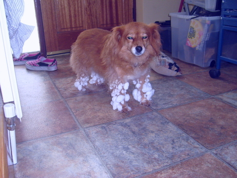 Куче, газило в снега!