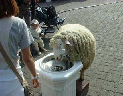 жадна овца