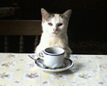 cat`s cafe