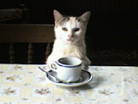 cat`s cafe