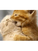 Коки и Моки