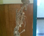 Скелета по биология